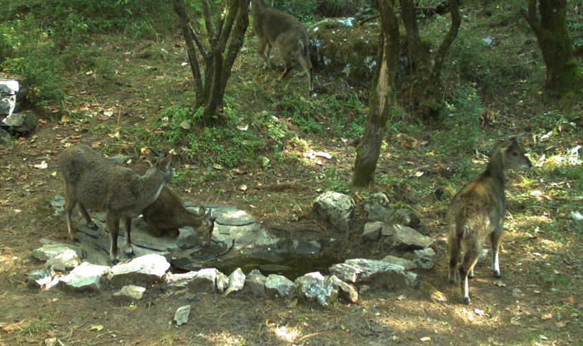 Labarkhet Nature Reserve