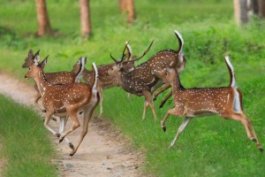 Chilla Wildlife Sanctuary: best places to visit in Haridwar