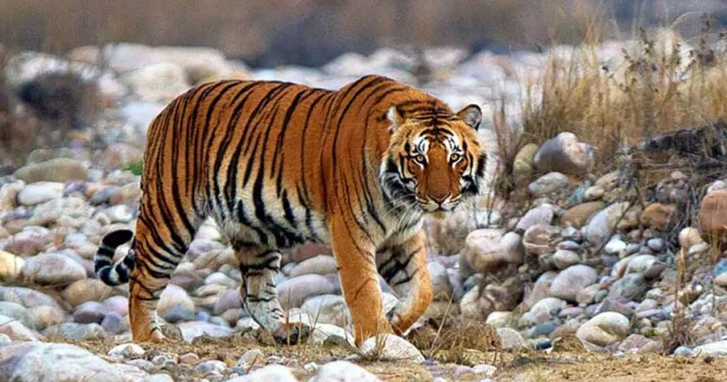 a pic of tiger in Jim Corbett national park